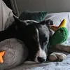 rigardbcollie