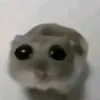 dariusdinca6