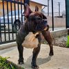 hugofrenchbulldog2