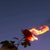 fire._.rose_