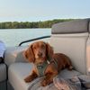 archerbeandog