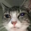 francieskaoooh