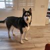 lobo.tok