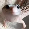 kicrhner_o_largato