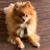 frankiethepomqueen