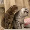 luuuuuulinhhihi