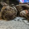 dales_frenchies_97