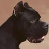 canecorsolucio