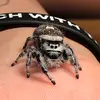 southwest_jumpingspiders