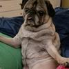 livthefatpug