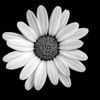 deathrockdaisy