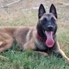 billy_elmalinois