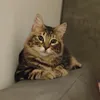 tulliothecat