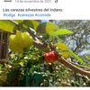 tucorazoncin