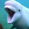 bluespood