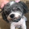 ilovemydogcocopuff