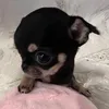 pcelicaaaaa