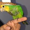 felipecortezs