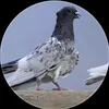 derdhe