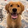 goldenpoppyadventures
