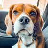 rigbythebeagle