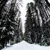 polarbearenergy