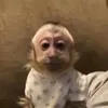 flyligths
