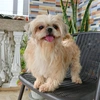 samtheshihtzu.18