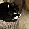 shazzytee