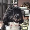 bruceadoodle.com