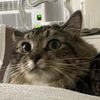 catlobbyist