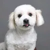 ruthoboy