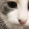 silliestkatt