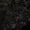 kftptwzzf