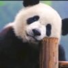 moomoo_panda