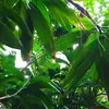 greenfeather433