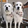 moose_maisie_greatpyrs