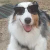 doggotwerker