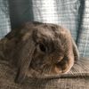 fluffinessexpert