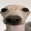 enzogamealmeida