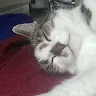 katzendrama1