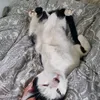 youngxkitty