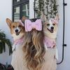 thatbookishdogmom