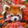 redjapanda