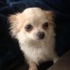ilikechihuahuas123