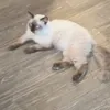 _bentelima_