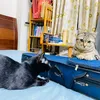 luom_cat