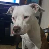 tato_dolindo