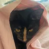 frcnat