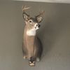 whitetail420
